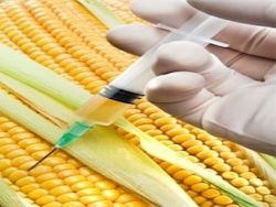Засилие ГМО