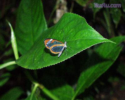 Малый бизнес, критерии