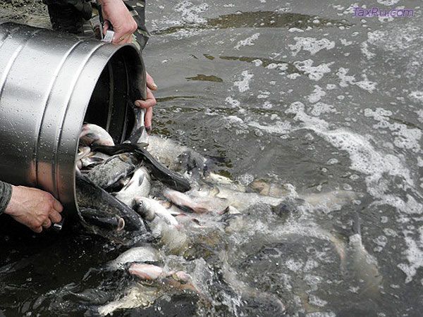 Рыбоводные хозяйства будут представлять отчетность в Минсельхоз