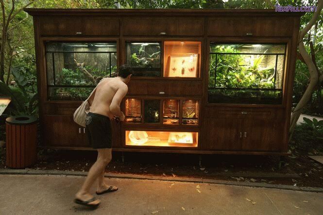 Террариум с ядовитыми насекомыми