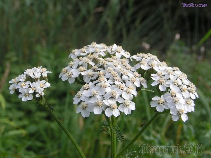 Тысячелистник