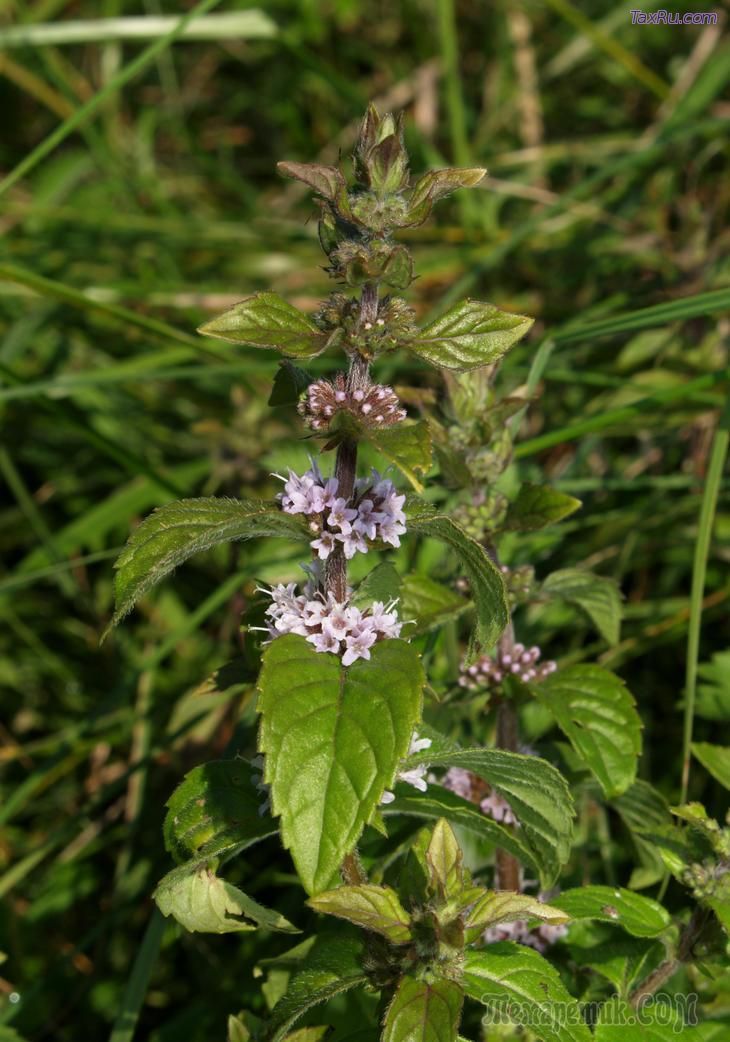 Мята полевая, мелисса