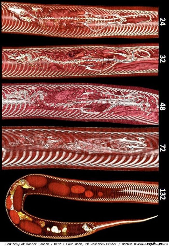  Крыса внутри питона (4 фото)