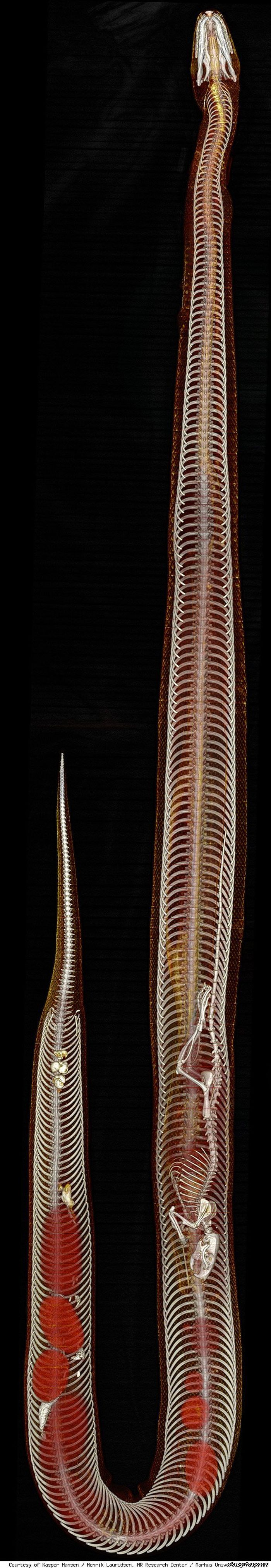  Крыса внутри питона (4 фото)