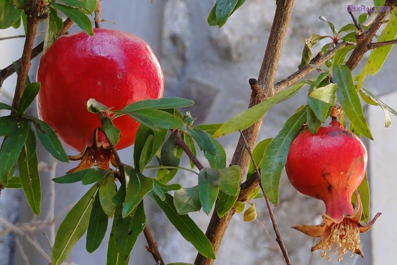 Гранат влияние на здоровье