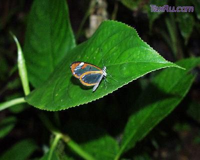 Экологический сбор