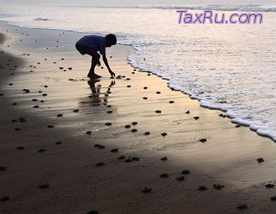 Звезды на берегу