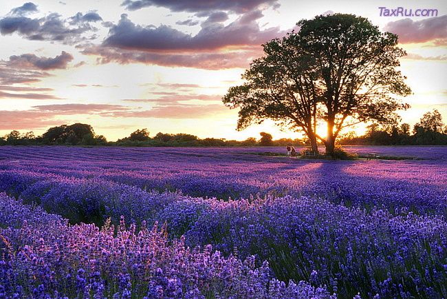 Лавандовое поле на юге французской провинции Прованс