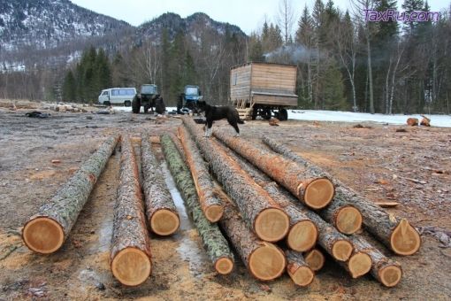 Лесной налог