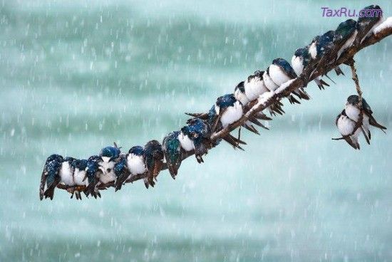 Человек-ласточка научил улетать ласточек в теплые края