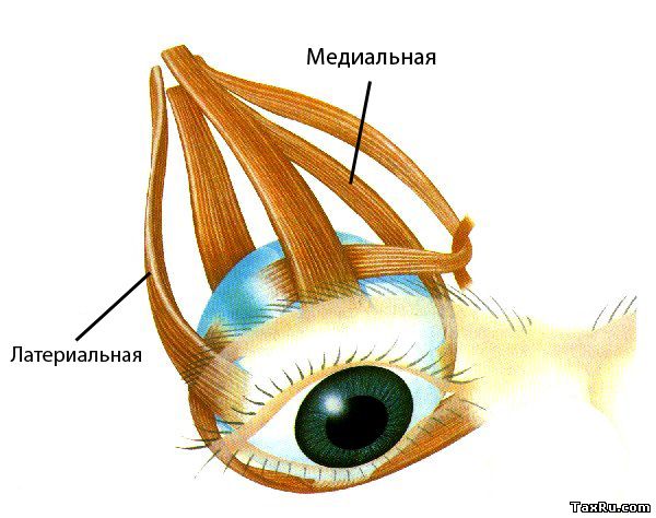 Мышцы глаза