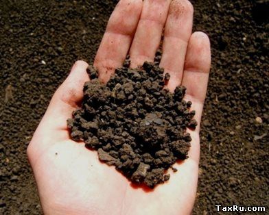 Сельхозналог Египет