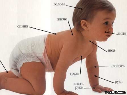 тело человека