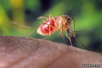 Комар укусил